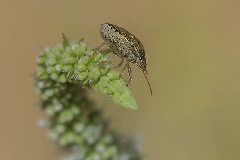 Staria lunata Staria lunata Pentatomidae,Pentatomoidea,Staria lunata,arthopoda,biodiversity,insecta,insects