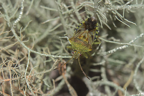 Elasmucha grisea Elasmucha grisea Acanthosomatidae,Elasmucha grisea,Parent bug,Pentatomoidea,arthopoda,biodiversity,bugs,hemiptera,insecta,insects,pentatomidae,summer