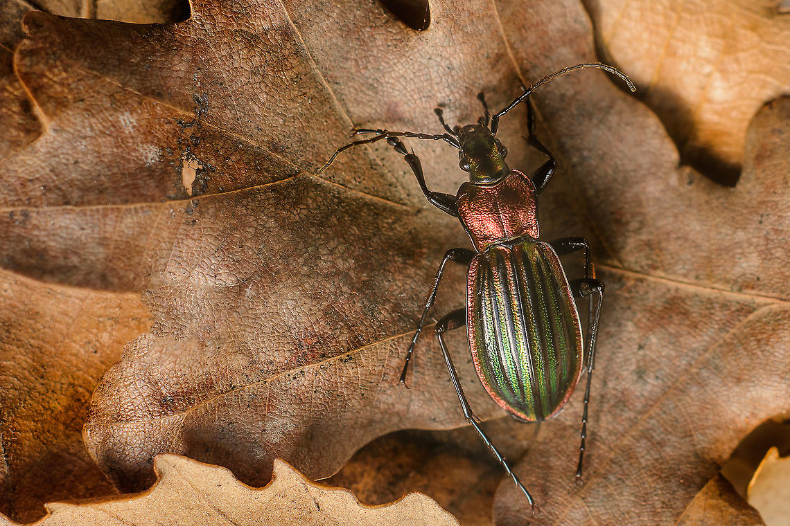 Carabus lineatus Carabus (Chrysocarabus) lineatus ssp. lateralis Chevrolat, 1840<br />
<a href="https://fauna-eu.org/cdm_dataportal/taxon/ed864ff7-4287-4689-a8cc-c99d0a160d82" rel="nofollow">https://fauna-eu.org/cdm_dataportal/taxon/ed864ff7-4287-4689-a8cc-c99d0a160d82</a><br />
<a href="https://naturdata.com/especies-portugal/carabus" rel="nofollow">https://naturdata.com/especies-portugal/carabus</a> lineatus/0/<br />
<br />
f/5.6 1/200s 50mm 12mm extension, cropped Carabus lineatus,arthopoda,beetles,biodiversity,carabidae,carabinae,carabini,insecta,insects,summer