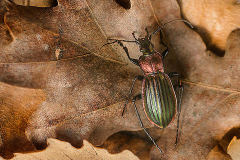 Carabus lineatus Carabus (Chrysocarabus) lineatus ssp. lateralis Chevrolat, 1840
https://fauna-eu.org/cdm_dataportal/taxon/ed864ff7-4287-4689-a8cc-c99d0a160d82
https://naturdata.com/especies-portugal/carabus lineatus/0/

f/5.6 1/200s 50mm 12mm extension, cropped Carabus lineatus,arthopoda,beetles,biodiversity,carabidae,carabinae,carabini,insecta,insects,summer