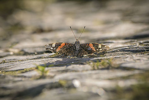 D&eacute;j&agrave; vu Vanessa atalanta
In the same place, (almost) at the same time of the year, at sunset...

https://www.jungledragon.com/image/35707/sunset_news.html Red Admiral,Vanessa atalanta,arthropoda,biodiversity,butterfly,insecta,insects,lepidoptera,rhopalocera,winter