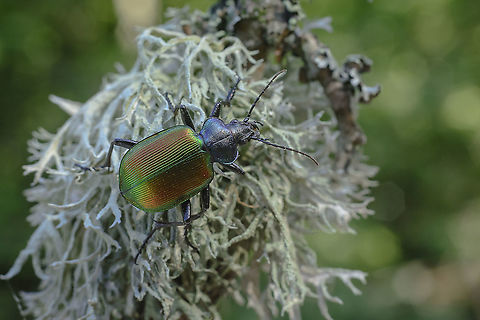 Calosoma sycophanta Calosoma (Calosoma) sycophanta (Linne, 1758)
https://fauna-eu.org/cdm_dataportal/taxon/13b85226-6516-4439-90e4-f44e1b49e662 Calosoma,Calosoma sycophanta,Carabidae,Forest caterpillar hunter