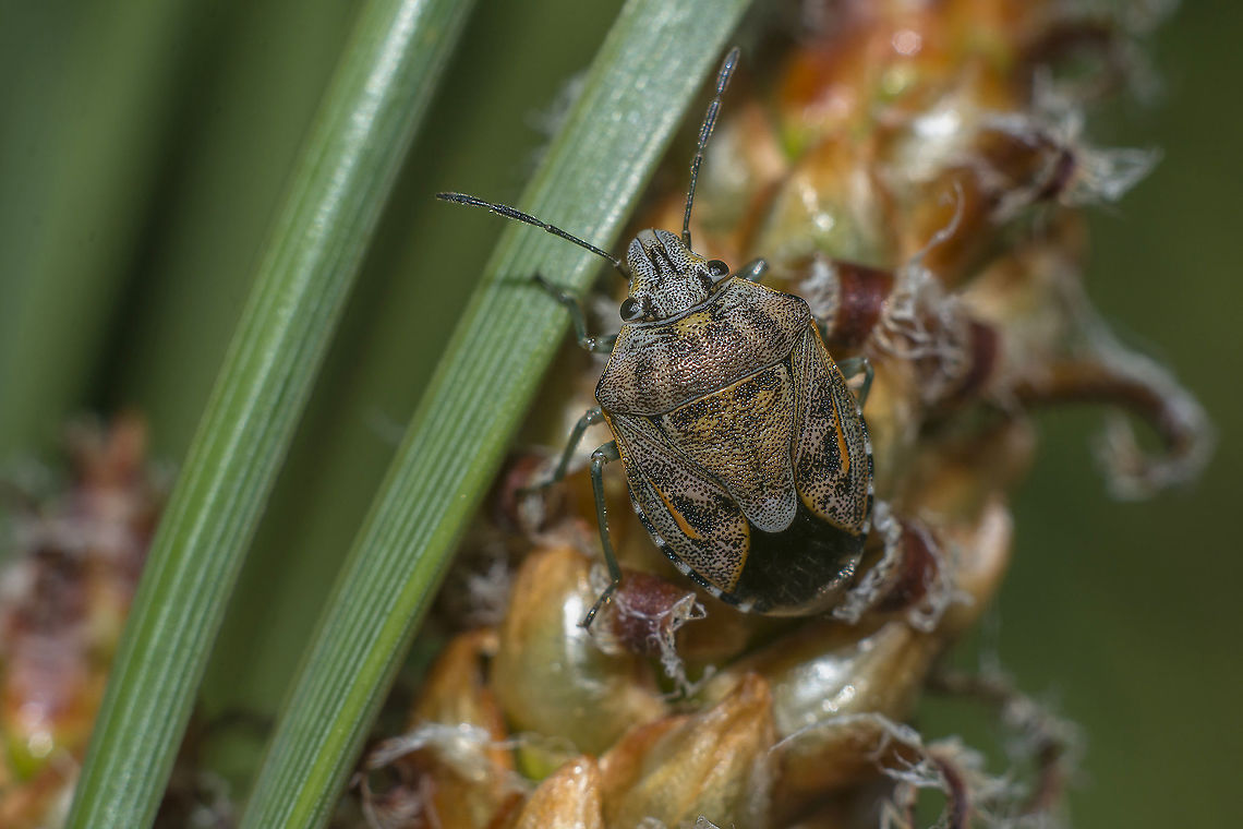 Holcogaster fibulata Holcogaster fibulata Holcogaster fibulata,biodiversity,bug,hemiptera,heteroptera,insecta,insects,pentatomidae,pentatominae,pentatomini,spring