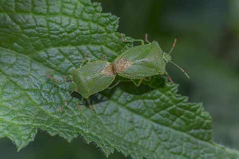 Palomena formosa Palomena formosa Vidal, 1940

Copula in Scrophularia scorodonia L.
https://flora-on.pt/?q=Scrophularia+scorodonia

New species for PT
Article here:
https://www.researchgate.net/publication/336498054_Palomena_formosa_Vidal_1940_Hemiptera_Pentatomidae_new_species_for_Portugal

https://www.heteropterus.org/images/HRE/articulos/Heteropterus_Rev_Entomol_8(2)_155-169.pdf Palomena,Palomena formosa,Pentatomidae,arthropoda,biodiversity,bugs,hemiptera,insecta,insects,pentatominae,pentatomini,spring,stink bug