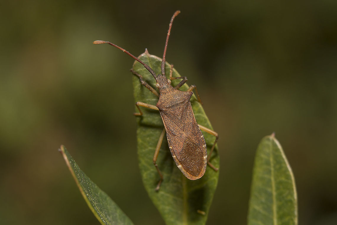 Gonocerus acuteangulatus Gonocerus acuteangulatus (Goeze, 1778)<br />
on Pistacia lentiscus Coreidae,Gonocerus acuteangulatus,arthropoda,biodiversity,box bug,bugs,coreoidea,hemiptera,heteroptera,insecta,insects,winter
