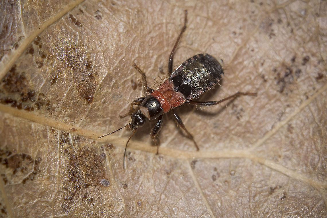 Prostemma albimacula Prostemma (Prostemma) albimacula Stein, 1857 Cimicomorpha,Prostemma albimacula,biodiversity,cimicoidea,heteroptera,insecta,insects,nabidae,prostemmatinae,winter