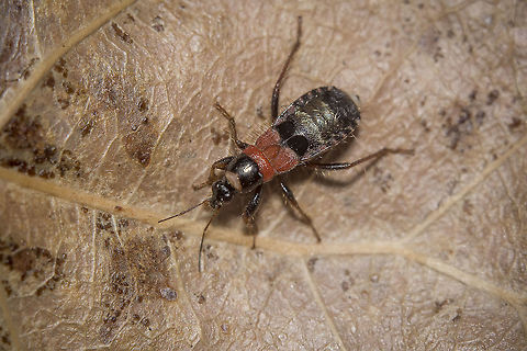 Prostemma albimacula Prostemma (Prostemma) albimacula Stein, 1857 Cimicomorpha,Prostemma albimacula,biodiversity,cimicoidea,heteroptera,insecta,insects,nabidae,prostemmatinae,winter