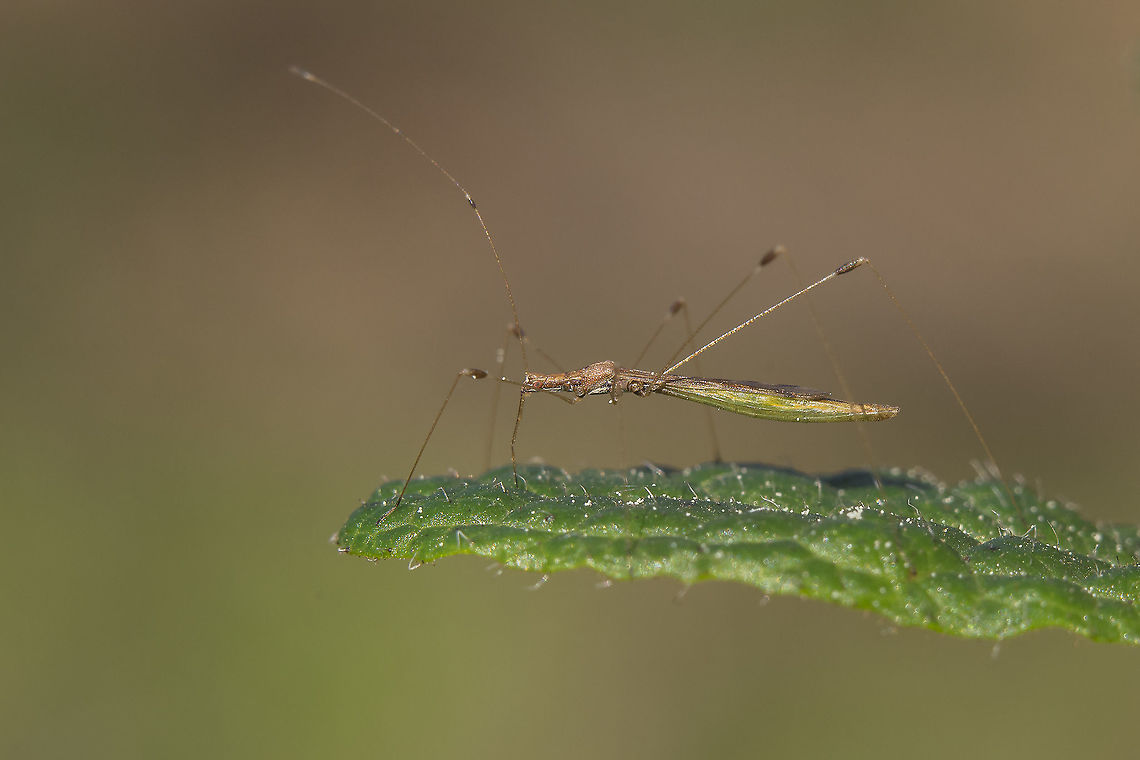 Apoplymus pectoralis Apoplymus pectoralis Apoplymus pectoralis,Berytidae,biodiversity,hemiptera,heteroptera,insecta,insects,winter