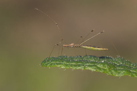 Apoplymus pectoralis Apoplymus pectoralis Apoplymus pectoralis,Berytidae,biodiversity,hemiptera,heteroptera,insecta,insects,winter