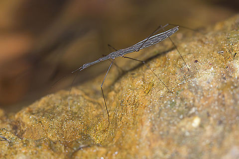 Hydrometra stagnorum Hydrometra stagnorum (Linnaeus, 1758) Hydrometra stagnorum,Hydrometridae,biodiversity,bugs,hemiptera,heteroptera,insects,winter