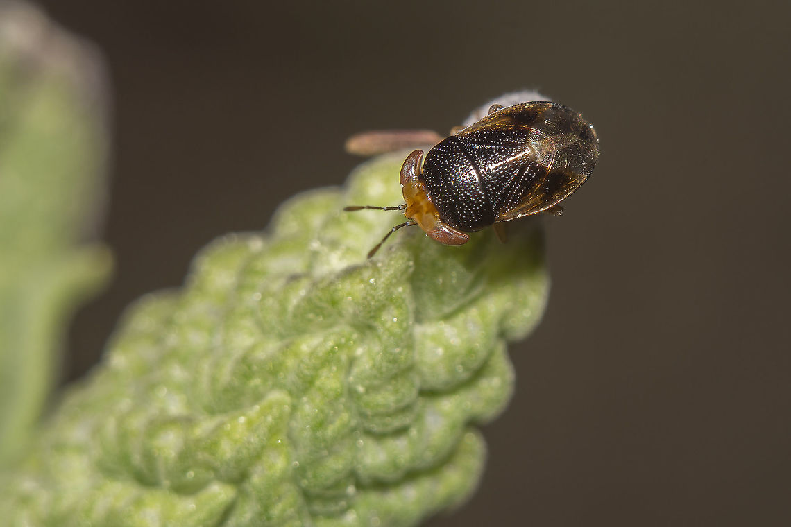 Geocoris erythrocephalus Geocoris (Piocoris) erythrocephalus (Lepeletier &amp; Serville, 1825) Geocoridae,Geocoris,Geocoris erythrocephalus,arthropoda,biodiversity,bugs,geocorinae,insecta,insecys,winter