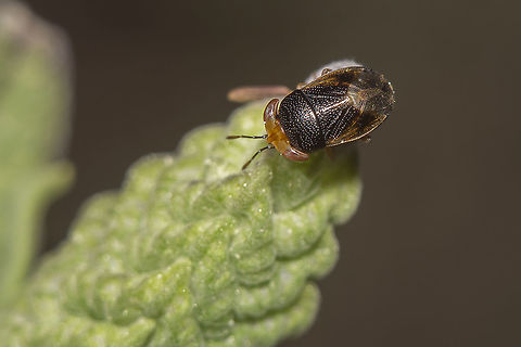 Geocoris erythrocephalus Geocoris (Piocoris) erythrocephalus (Lepeletier & Serville, 1825) Geocoridae,Geocoris,Geocoris erythrocephalus,arthropoda,biodiversity,bugs,geocorinae,insecta,insecys,winter