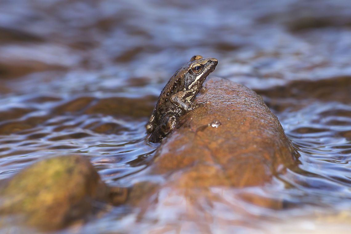 Rana iberica Rana iberica Boulenger, 1879 Amphibia,Iberian frog,Rana iberica,Ranidae,amphibian,biodiversity,chordata,vertebrata,vertebrates,winter