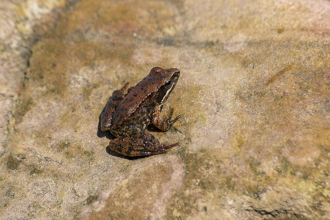 Rana iberica Rana iberica Boulenger, 1879 Amphibia,Iberian frog,Rana iberica,Ranidae,amphibian,biodiversity,chordata,vertebrata,vertebrates,winter