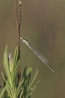 Erythromma lindenii Erythromma lindenii, imature male Coenagrionidae,Erythromma lindenii,Goblet-marked damselfly,damselfly,insecta,insects,odonata,winter,zygoptera