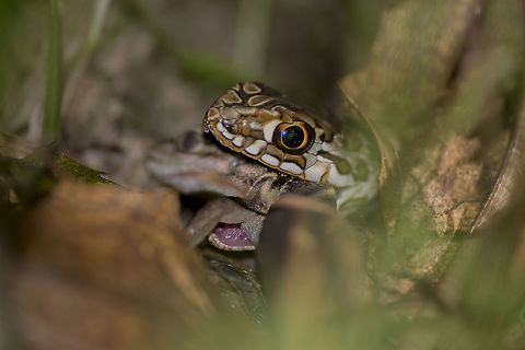 Malpolon monspessulanus Malpolon monspessulanus, eating a female Psammodromus algirus Colubridae,Malpolon monspessulanus,Montpellier snake,reptilia,snake