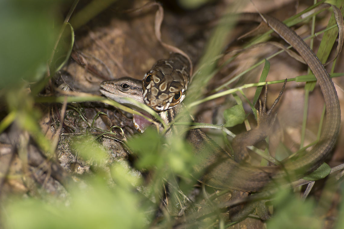 Malpolon monspessulanus Malpolon monspessulanus, eating a female Psammodromus algirus Colubridae,Malpolon monspessulanus,Montpellier snake,retilia,snake