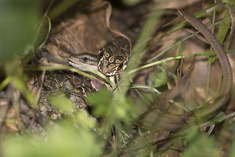Malpolon monspessulanus Malpolon monspessulanus, eating a female Psammodromus algirus Colubridae,Malpolon monspessulanus,Montpellier snake,retilia,snake