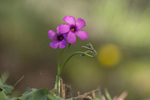 Oxalis purpurea Oxalis purpurea Angiosperms,Eudicots,Oxalidaceae,Oxalidales,Oxalis,Oxalis purpurea,Plantae,Purple woodsorrel,exotic plants