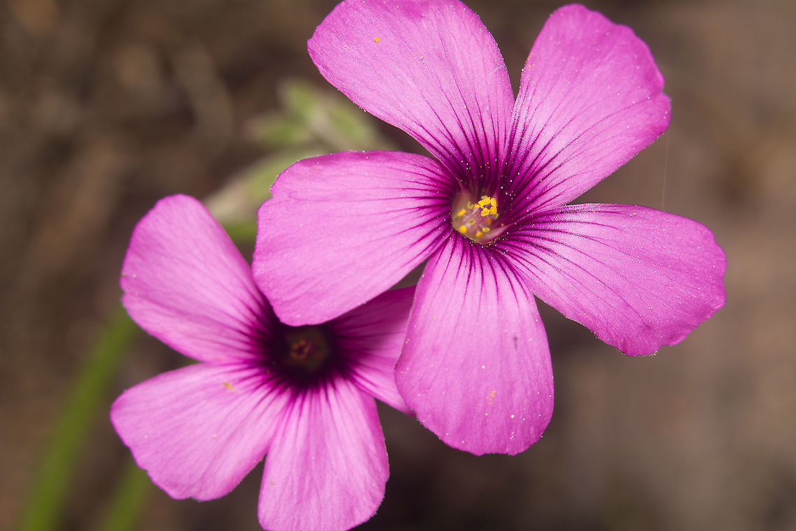 Oxalis purpurea Oxalis purpurea Angiosperms,Eudicots,Oxalidaceae,Oxalidales,Oxalis,Oxalis purpurea,Plantae,Purple woodsorrel,exotic plants