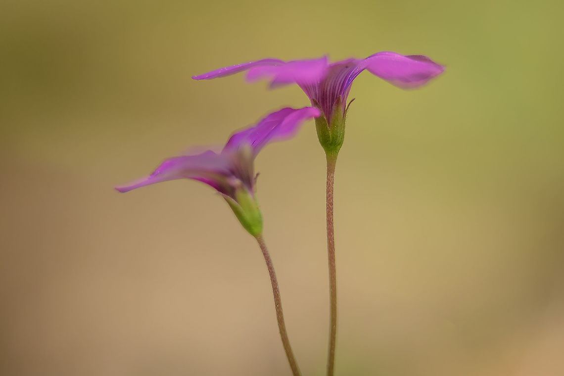 Oxalis purpurea Oxalis purpurea Angiosperms,Eudicots,Oxalidaceae,Oxalidales,Oxalis,Oxalis purpurea,Plantae,Purple woodsorrel,exotic plants