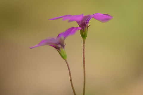 Oxalis purpurea Oxalis purpurea Angiosperms,Eudicots,Oxalidaceae,Oxalidales,Oxalis,Oxalis purpurea,Plantae,Purple woodsorrel,exotic plants