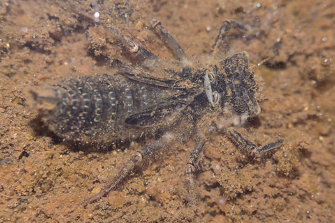 Codulegaster boltonii Codulegaster boltonii, nymph. Due to its dimensions this one was a good candidate to emerge in 2020 ;) Cordulegaster boltonii,Golden-ringed Dragonfly,animalia,anisoptera,arthropoda,biodiversity,cordulegastridae,dragonfly,insecta,odonata