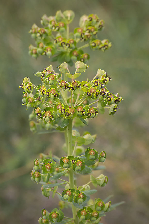Euphorbia characias Euphorbia characias Euphorbia,Euphorbia characias,Euphorbiaceae,Malpighiales,plantae,plants,winter