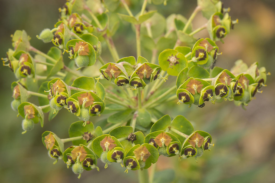 Euphorbia characias Euphorbia characias Euphorbia,Euphorbia characias,Euphorbiaceae,Malpighiales,plantae,plants,winter
