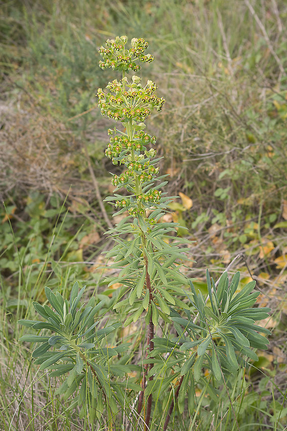 Euphorbia characias Euphorbia characias Euphorbia,Euphorbia characias,Euphorbiaceae,Malpighiales,plantae,plants,winter