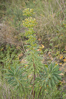 Euphorbia characias Euphorbia characias Euphorbia,Euphorbia characias,Euphorbiaceae,Malpighiales,plantae,plants,winter