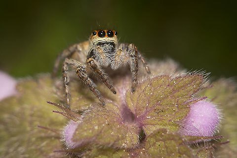 Carrhotus xanthogramma