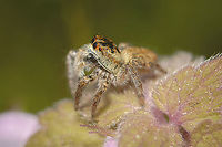 Carrhotus xanthogramma Salticidae<br />
Spider iD needed, please<br />
Thanks! Carrhotus xanthogramma,Salticidae