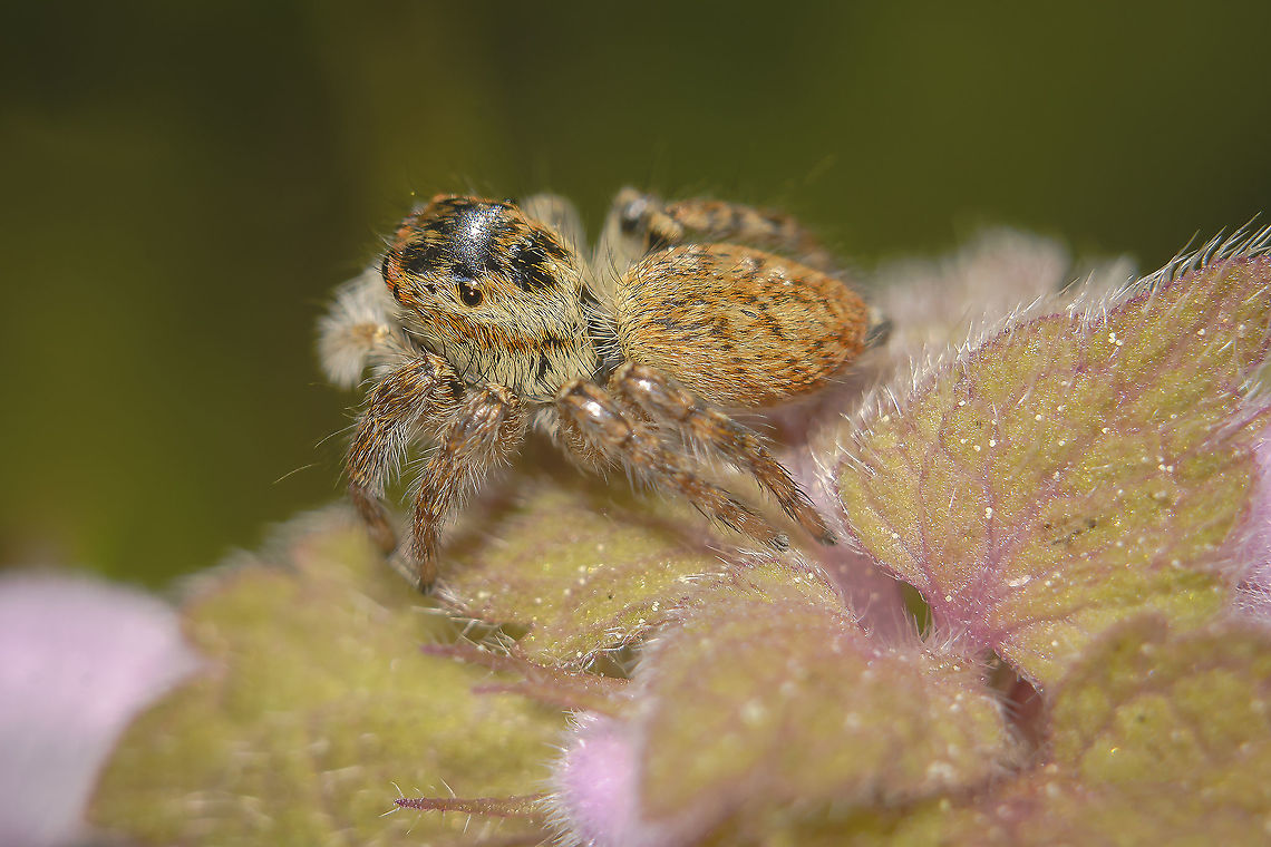 Carrhotus xanthogramma Salticidae<br />
Spider iD needed, please<br />
Thanks! Carrhotus xanthogramma,Salticidae