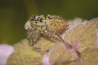 Carrhotus xanthogramma Salticidae<br />
Spider iD needed, please<br />
Thanks! Carrhotus xanthogramma,Salticidae