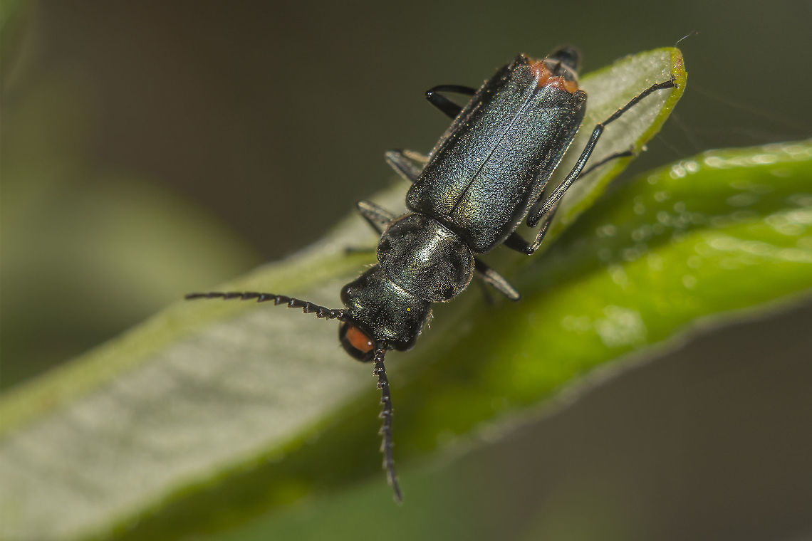 Clanoptilus abdominalis Melyridae<br />
Malachiinae: Clanoptilus (Clanoptilus) abdominalis (Fabricius, 1798) Clanoptilus abdominalis,beetles,biodiversity,clanoptilus,insects,melyridae,winter