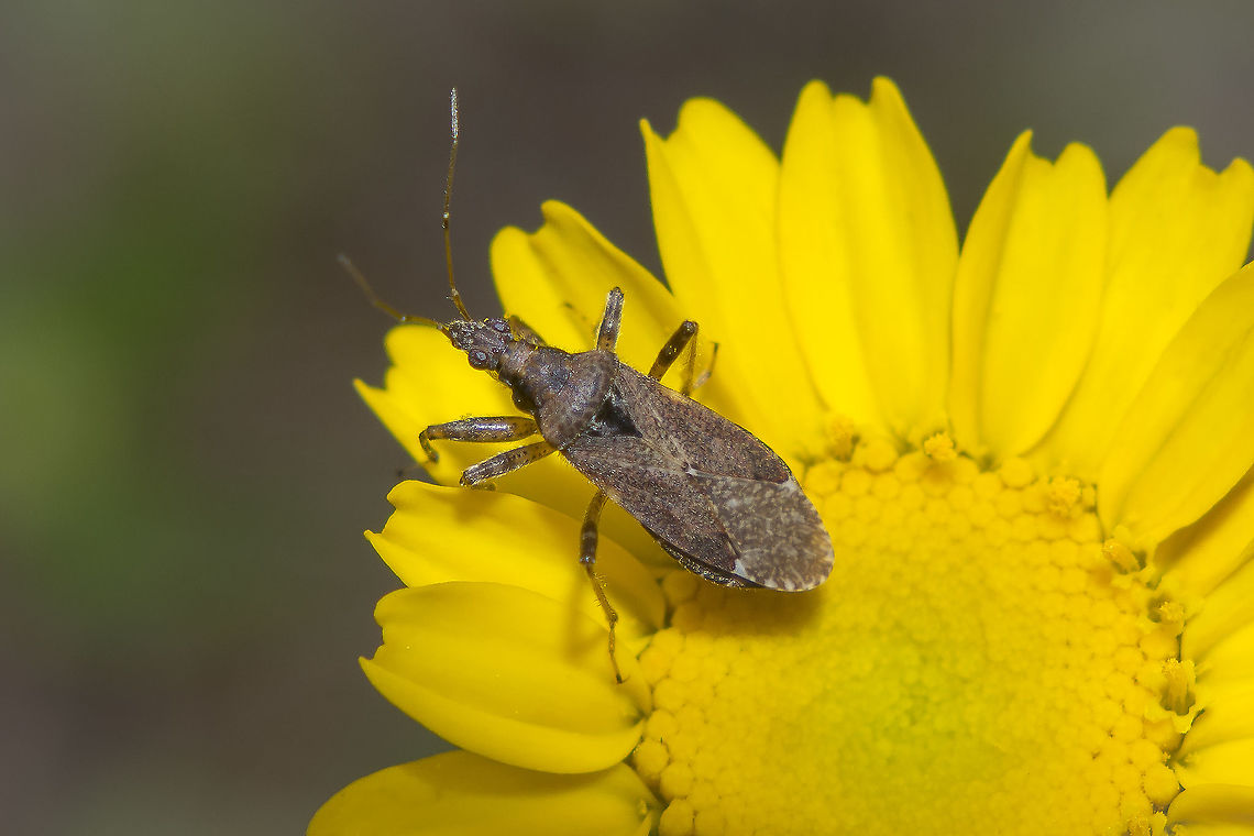 Himacerus mirmicoides Himacerus (Aptus) mirmicoides (O. Costa, 1834) Himacerus mirmicoides,Nabidae,Nabinae,Nabini,biodiversity,bugs,cimicoidea,hemiptera,heteroptera,summer