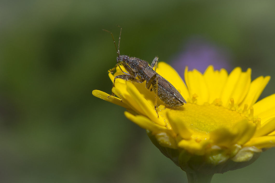 Himacerus mirmicoides  Himacerus mirmicoides,Nabidae,Nabinae,Nabini,biodiversity,bugs,cimicoidea,hemiptera,heteroptera,summer