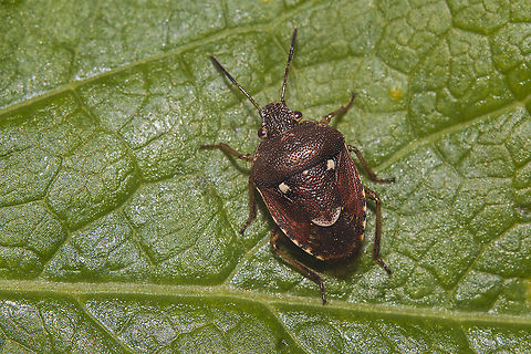 Stagonomus amoenus Stagonomus (Stagonomus) amoenus (Brullé, 1832) Eysarcorini,Stagonomus amoenus,arthropoda,bugs,heteroptera,insecta,insects,pentatomidae,pentatominae,spring