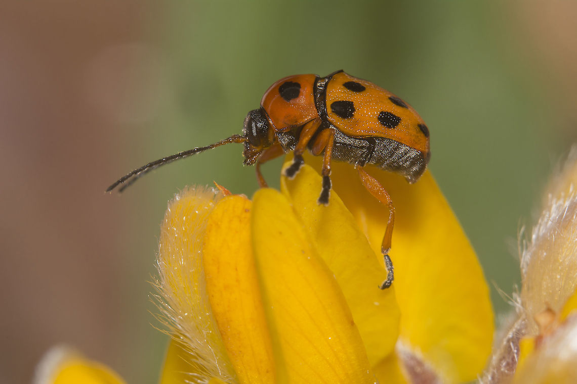 Cryptocephalus cynarae Cryptocephalus (Cryptocephalus) cynarae Suffrian, 1847 Cryptocephalinae,Cryptocephalus cynarae,biodiversity,chrysomelidae,coleoptera,cryptocephalinae,spring