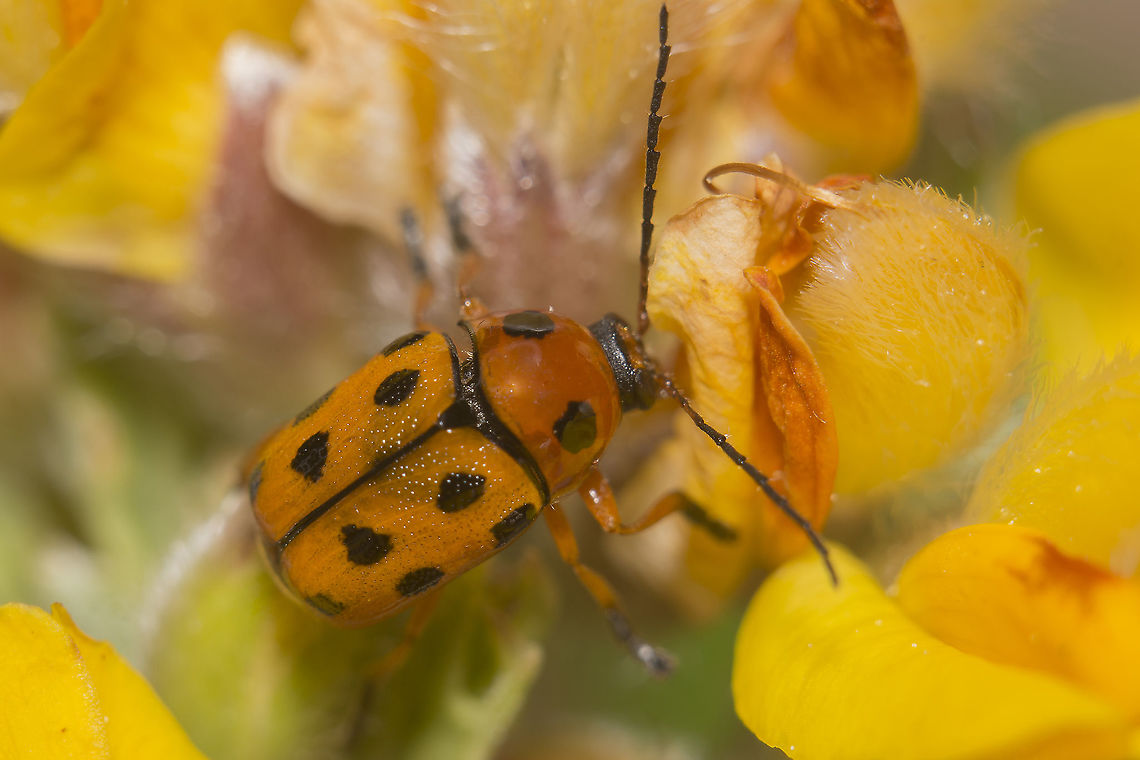 Cryptocephalus cynarae Cryptocephalus (Cryptocephalus) cynarae Suffrian, 1847 Cryptocephalinae,Cryptocephalus cynarae,arthropoda,biodiversity,chrysomelidae,coleoptera,cryptocephalinae,insecta,insects,spring