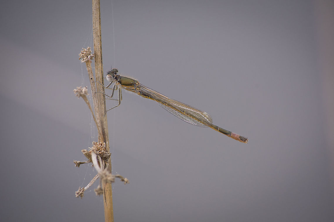 Ischnura graellsii Ischnura graellsii, immature male Iberian bluetail,Ischnura graellsii,biodiversity,coenagrionidae,damselflies,damselfly,odonata,zygoptera