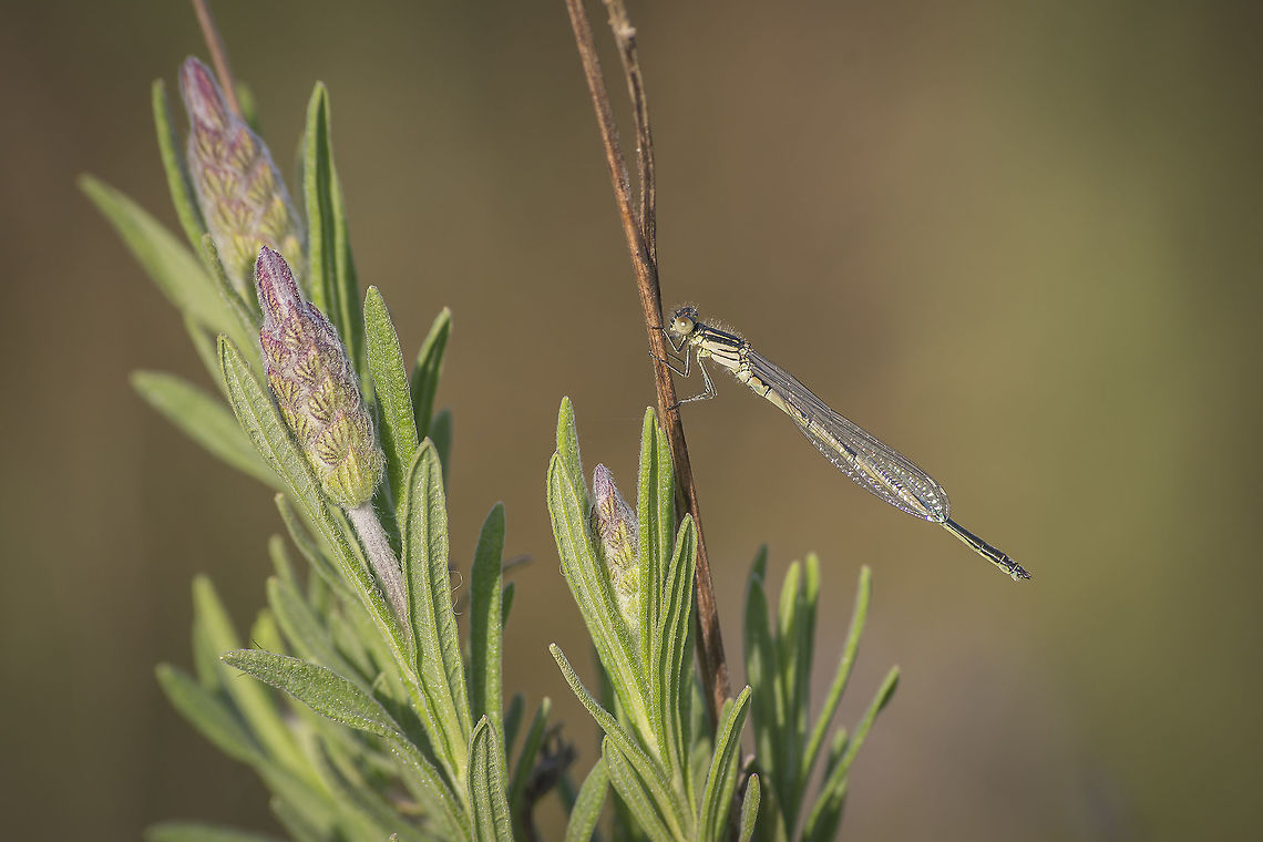At the end of the day Erythromma lindenii, immature male Erythromma lindenii,Goblet-marked damselfly,biodiversity,coenagrionidae,damselflies,damselfly,odonata,zygoptera