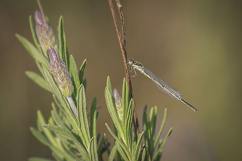 At the end of the day Erythromma lindenii, immature male Erythromma lindenii,Goblet-marked damselfly,biodiversity,coenagrionidae,damselflies,damselfly,odonata,zygoptera