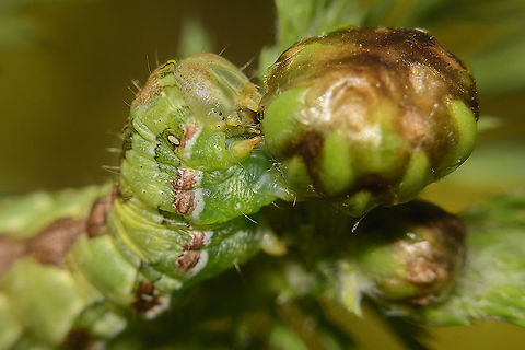 Cucullia calendulae Cucullia calendulae, final stage larvae.
Very grateful to have a backyard garden in times of quarantine.
This one was eating my Calendula a while ago :)  Cucullia calendulae,biodiversity,butterfly,heterocera,insecta,insects,lepidoptera,moth,noctuidae,spring
