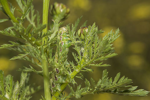 Cucullia calendulae Cucullia calendulae, final stage larvae.
Very grateful to have a backyard garden in times of quarantine.
This one was eating my Calendula a while ago :) Cucullia calendulae,biodiversity,butterfly,heterocera,insecta,insects,lepidoptera,moth,noctuidae,spring