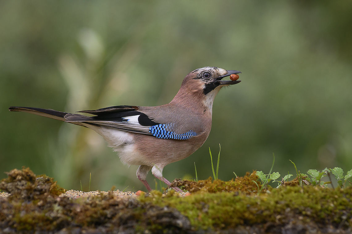 Jay, and a peanut Gaio<br />
Jay<br />
Garrulus glandarius (Linnaeus, 1758) Eurasian Jay,Garrulus glandarius,biodiversity,birds,corvidae,spring,wildlife