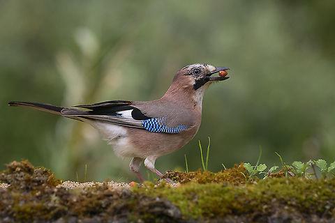 Jay, and a peanut Gaio
Jay
Garrulus glandarius (Linnaeus, 1758) Eurasian Jay,Garrulus glandarius,biodiversity,birds,corvidae,spring,wildlife
