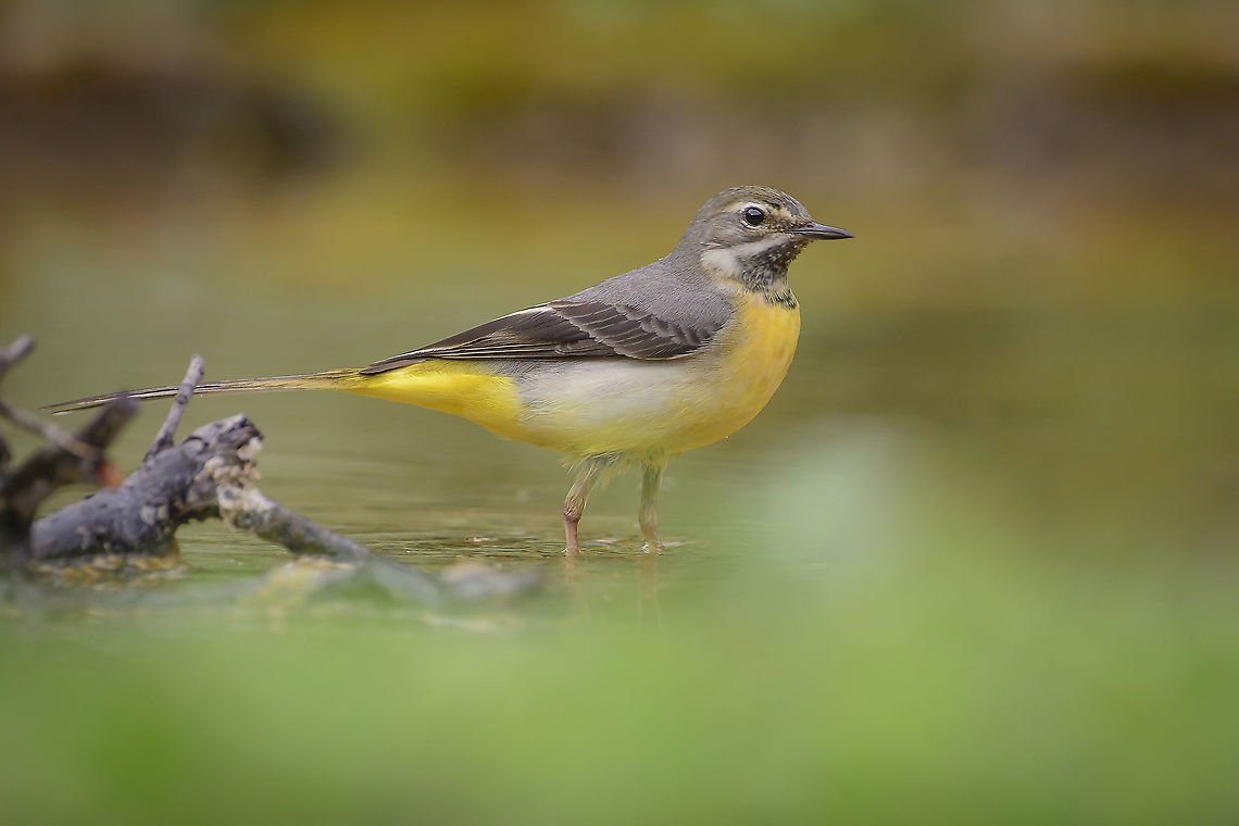 Motacilla cinerea The grey wagtail<br />
Lavandisca-cinzenta<br />
Motacilla cinerea Tunstall, 1771 Grey wagtail,Motacilla cinerea,biodiversity,birds,motacilidae,ornitology,wildlife