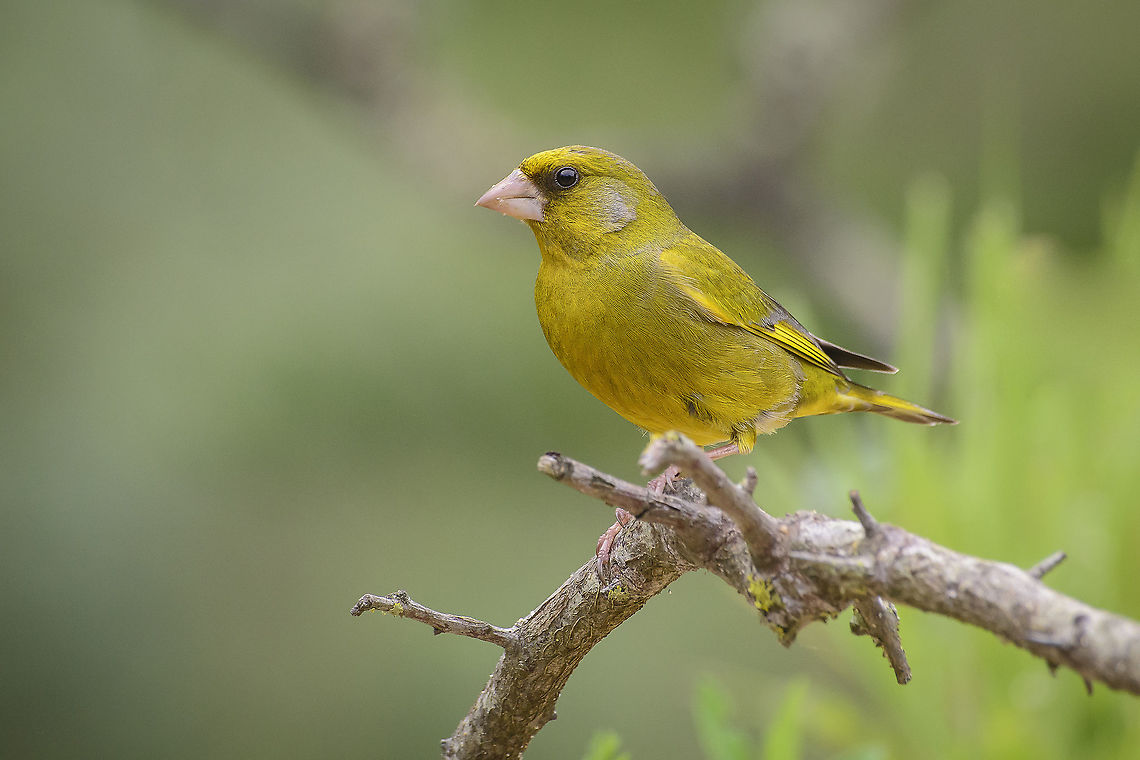 Carduelis chloris Chloris chloris, Linnaeus, 1758 Carduelis chloris,Chloris chloris,European Greenfinch,Fringillidae.birds,biodiversity,ornitology,spring,wildlife